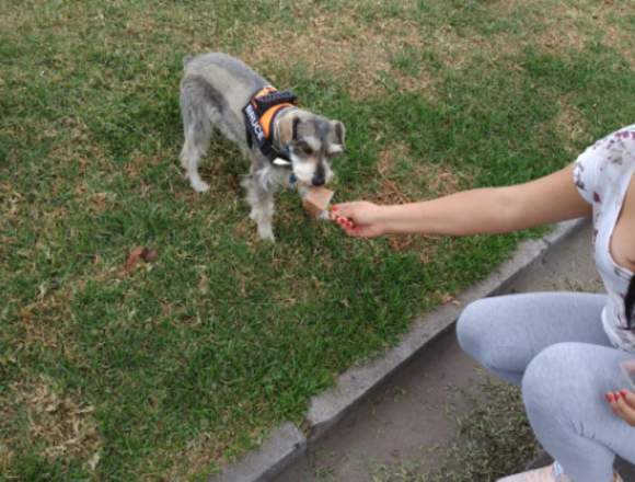 Helados para perro reguaw