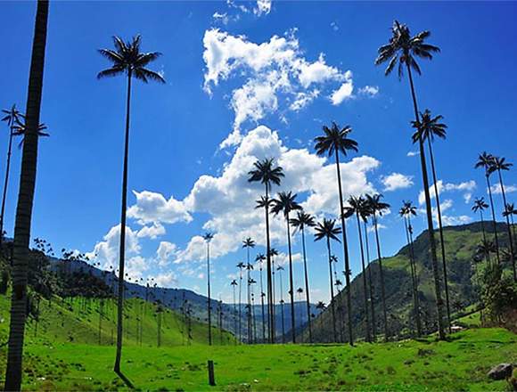 SUPER PAQUETE TURÍSTICO VALLE DEL COCORA Y SALENTO