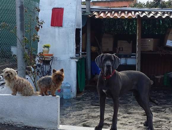 Guardería canina sin jaulas.