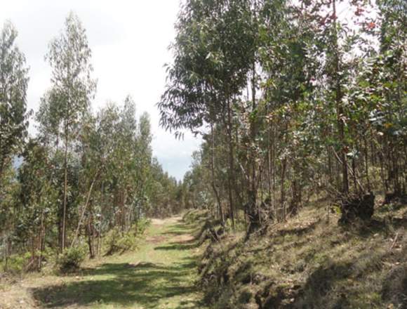 Vendo terreno de 6 hectareas en Cotacachi