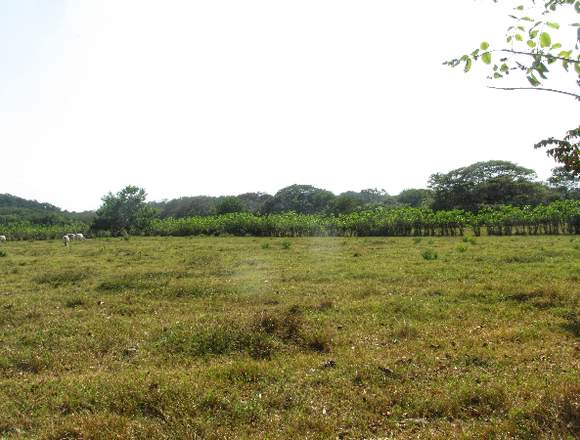 Finca 36.000 m2 con precio de remate. 