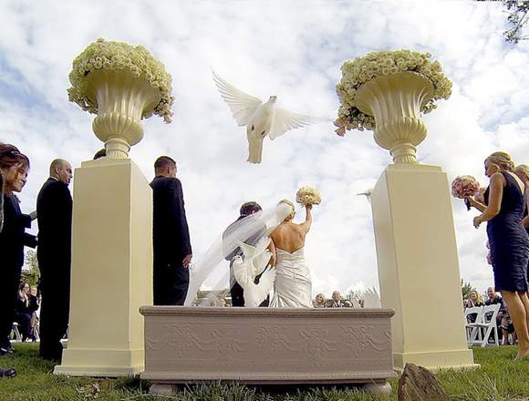 Renta de Palomas Blancas Suelta y Liberacion GDL