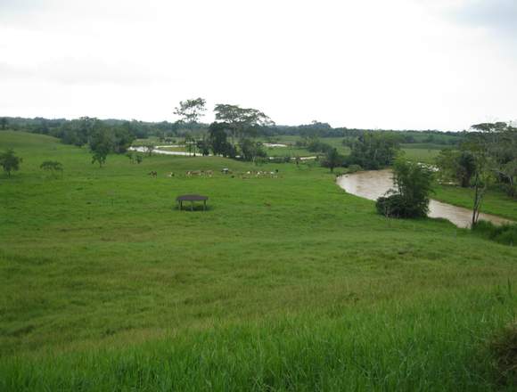 Excelente Finca Ganadera, 130 Ha, leche y ceba.