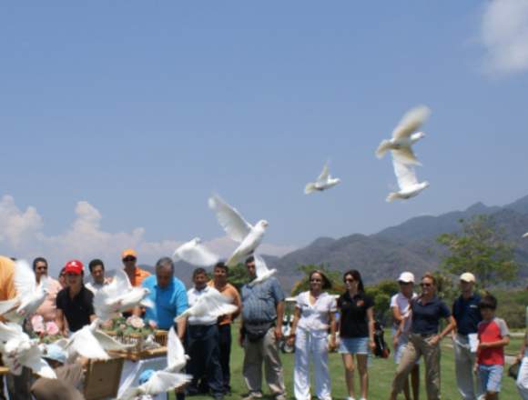 PALOMAS BLANCAS PERU ALQUILAMOS ENTIERROS FUNERALE