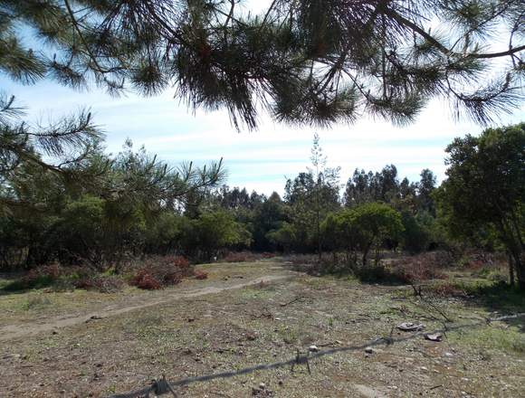 Parcelas de agrado en san Víctor Álamos