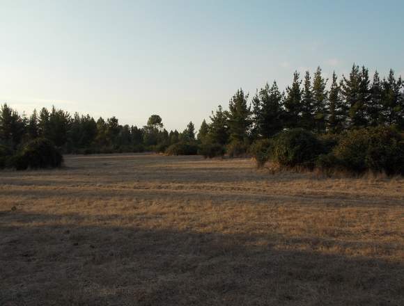 terreno en sector San Víctor álamos