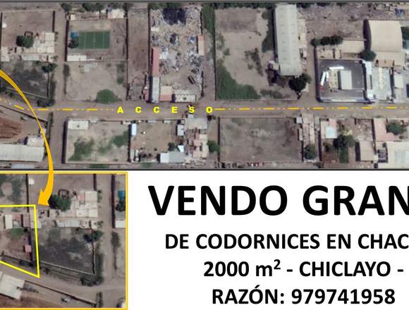 Vendo granja de codornices