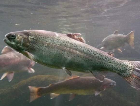 Sistemas acuícolas, cultivo rentable de peces