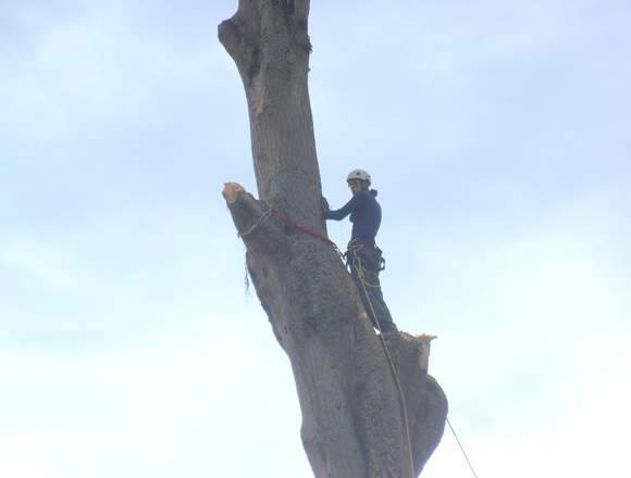 Poda, apeo y tala de árboles riesgosos