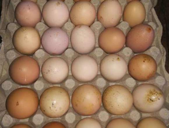 Huevos criollos Garantizados