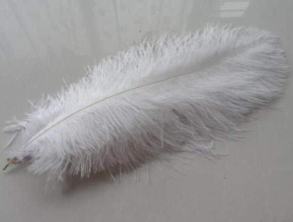  PLUMAS DE AVESTRUZ NATURALES PARA DECORA 