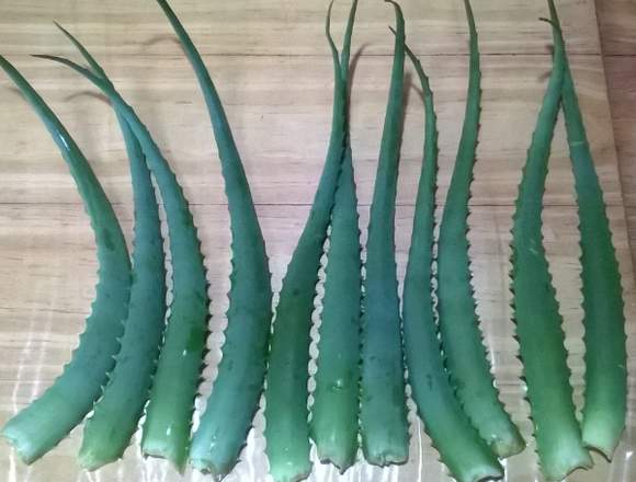 3 Hojas Aloe Arborencens 11-6542-2100