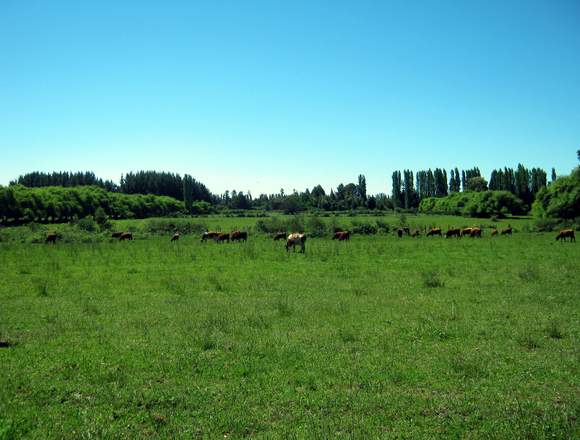 Campo Agrícola 150 hás. Sector Coigue Nacimiento.