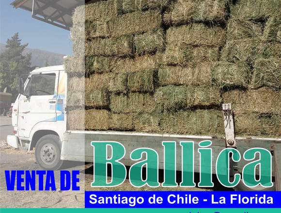 Venta de Fardos de BALLICA a partir de $2.500