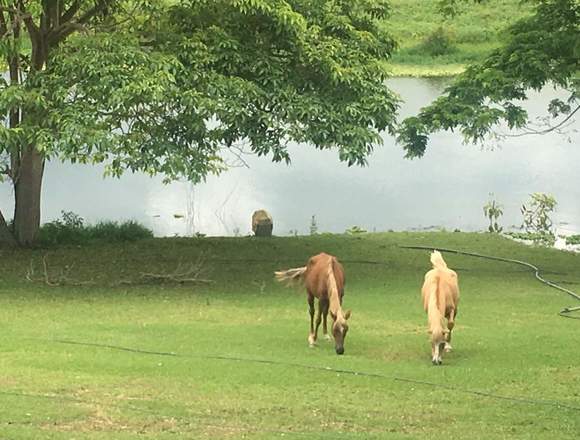 Vendo Finca en Yaracuy