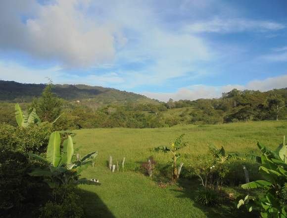 el eucalipto y el bosque