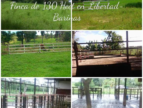 FINCA DE 130 HECTÁREAS LIBERTAD BARINAS