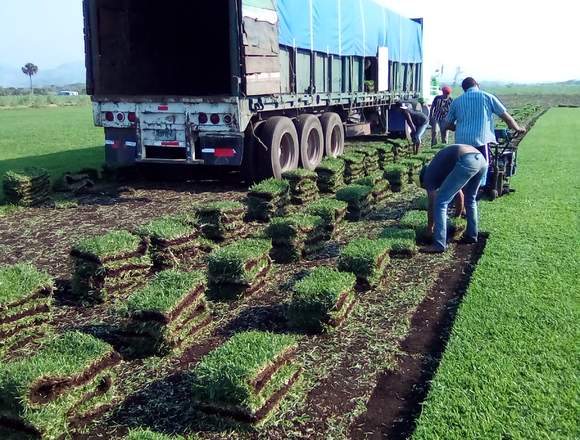 VENTA DE PASTO Y PALMERAS