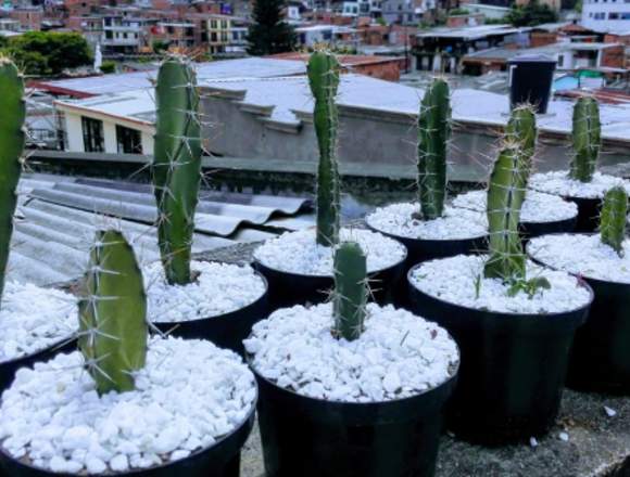 Cactus decorativos para el hogar 