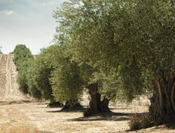 VENTA DE FINCA DE OLIVOS EN ARGENTINA 1,700 HAS