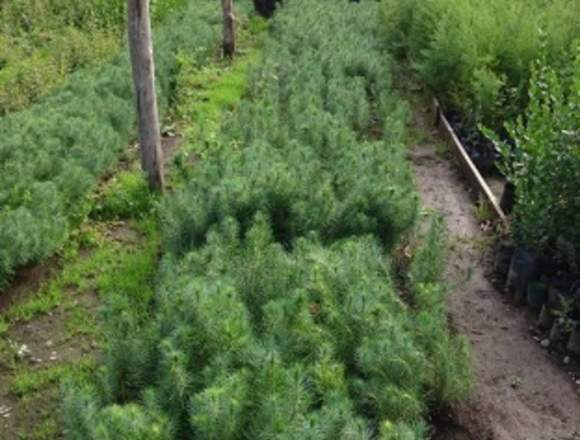 Plantas Ornamentales y frutales "El Ciprés"