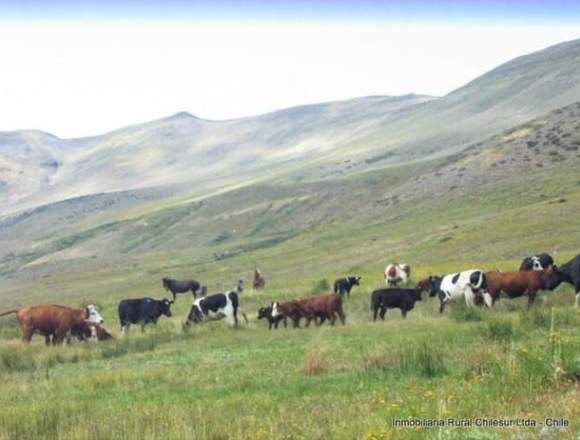 Vendemos 15.000 hectáreas cordillera, 8va $2.100 M