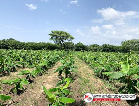 Venta de finca agricola con casa en rivas