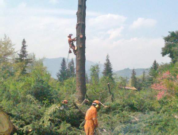 Servicio de manutención en áreas verdes