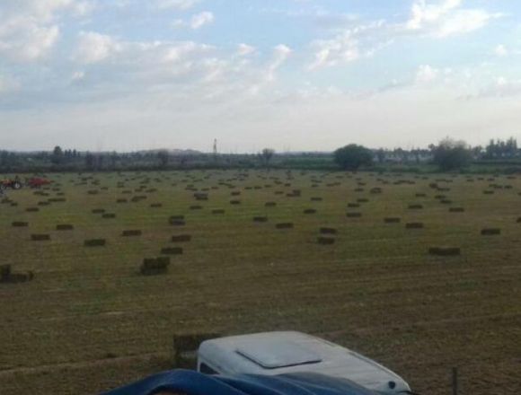 Venta de Alfalfa precio por mayor