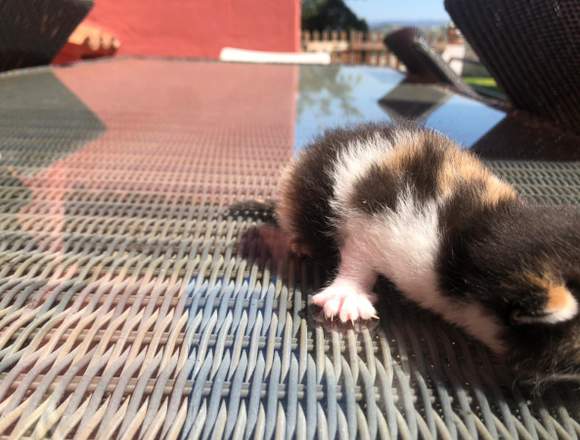 Regalo gatos recién nacidos