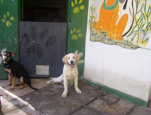 GUARDERIA CANINA PATA LIBRES DE CANILES