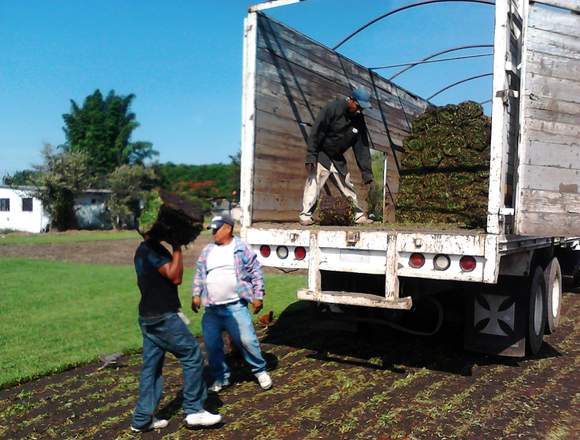 PASTO EN ROLLO y tierra de jardin CUERNAVACA