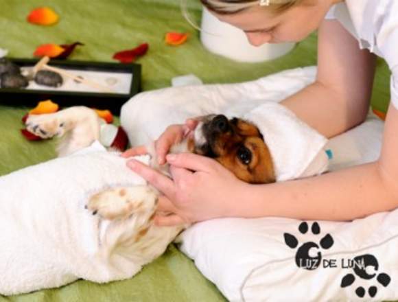Tratamiento  masajes  para mascotas
