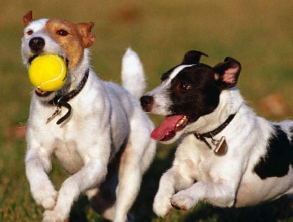 paseador de perros    