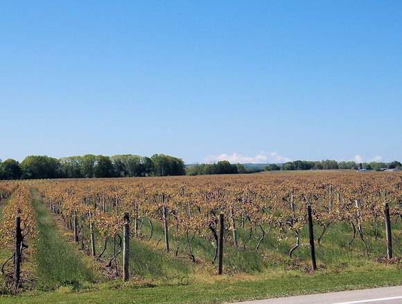 Bodega de vinos con finca agrelo mendoza