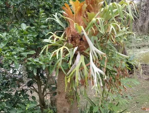 VENTA HERMOSA FINCA