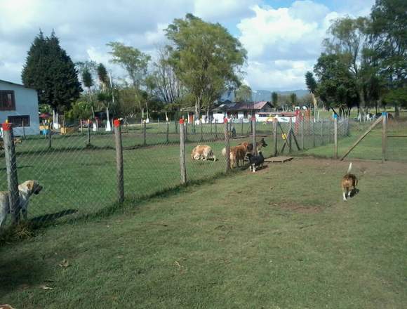 VENDO COLEGIO Y GUARDERIA CANINA CAMPESTRE