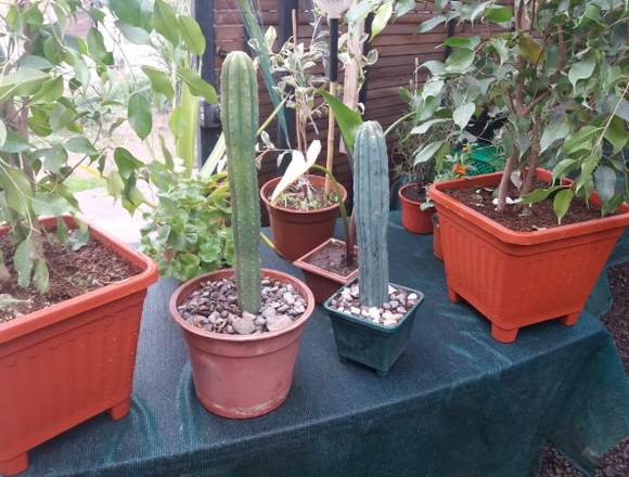 Variedades de Cactus desde mil pesos..