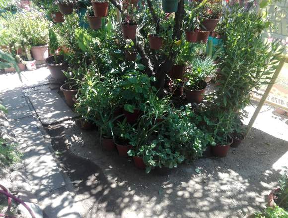 Se venden plantas de jardín