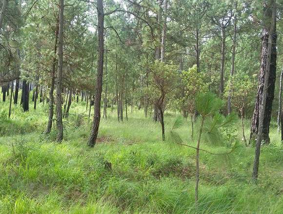 Terreno exclusivo en Tapalpa, hermosas vistas.