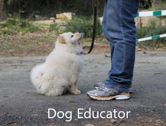 Dog Educator - Canine Psychologist