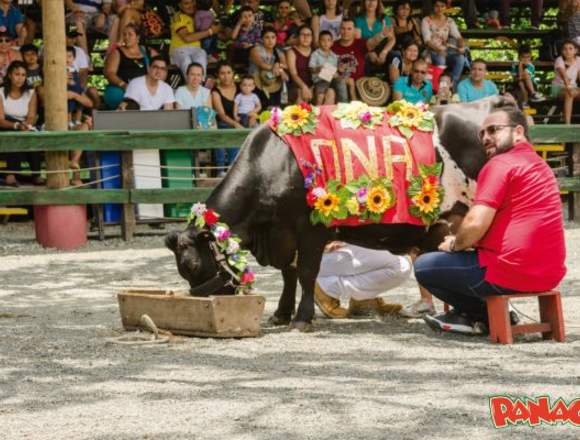 DISFRUTA DE  HERMOSOS ANIMALES Y SHOWS EN PANACA