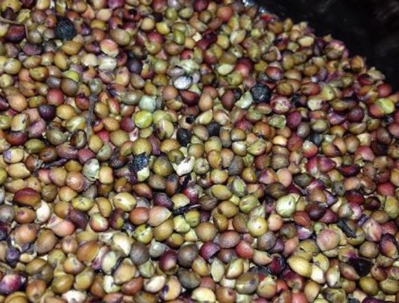Semillas Nativas de Máqui: 50 por 3 mil pesos 