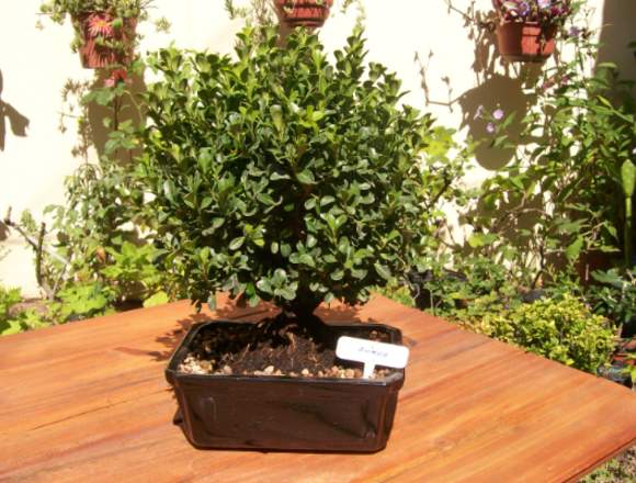 Bonsai DE BUXUS MICROPHYLLA 