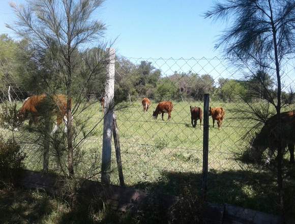 Venta Chacra 2 hectareas Gualeguaychú