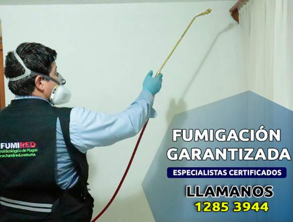 Fumigaciones fumired, solución garantizada