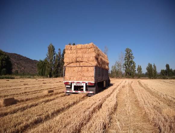 Fardos de paja de trigo