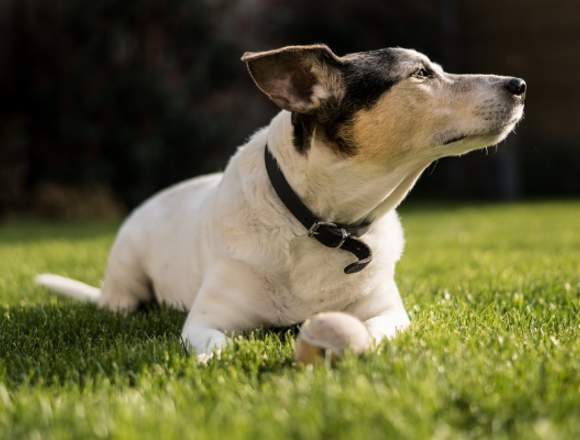 Seguros de responsabilidad civil para mascotas