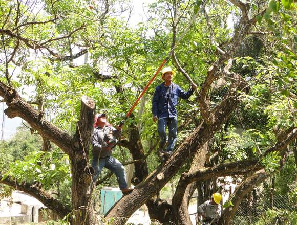 SE CORTA Y PODAS ARBOL , TIERRA DE SEMBRADO