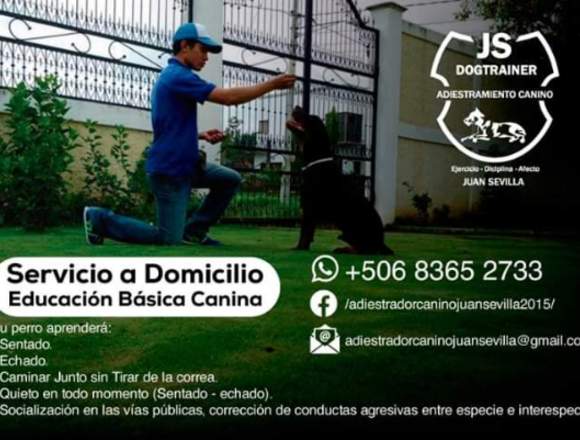 Adiestramiento Canino a Domicilio 